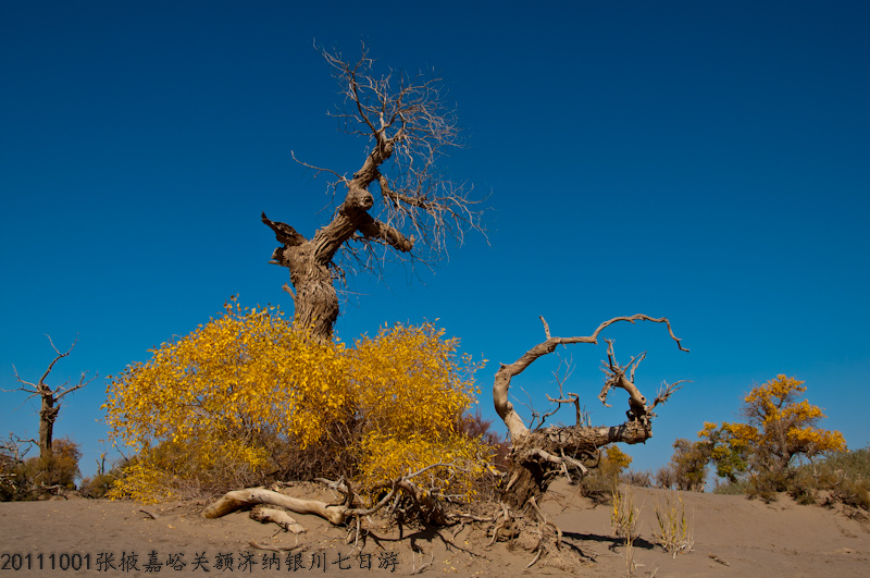 dsc_0485-1.jpg