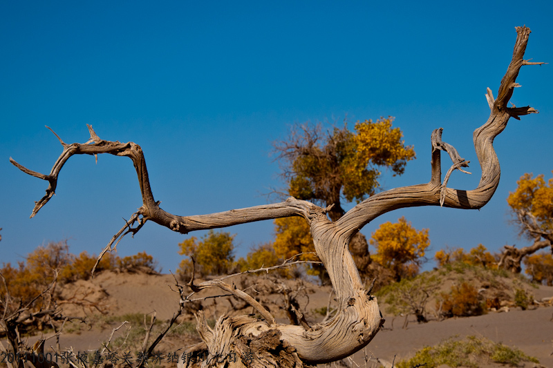 dsc_0492-1.jpg