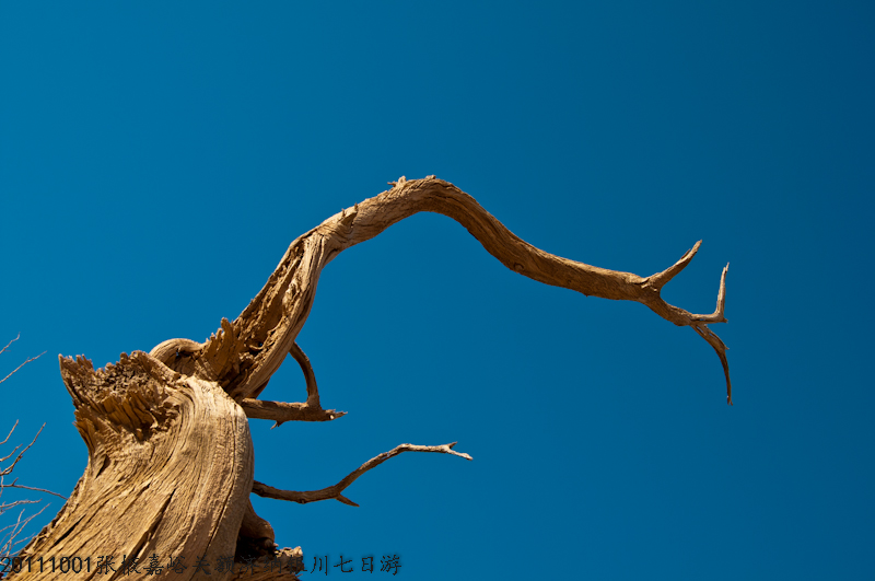dsc_0513-1.jpg