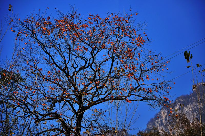 dsc_0040.jpg