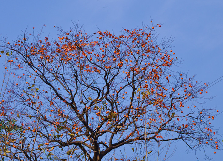 dsc_0101_.jpg
