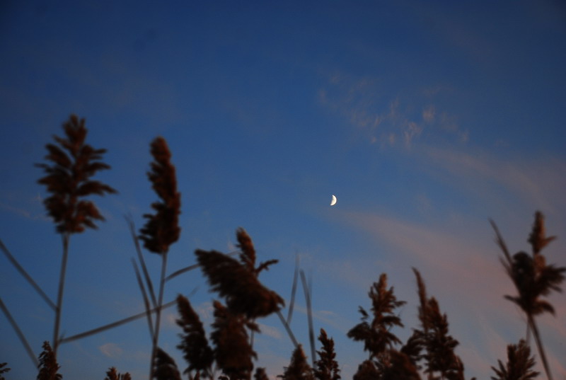 dsc_1000.jpg