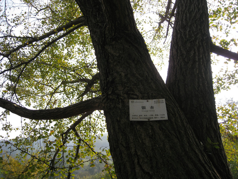 img_0808.jpg