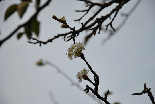 dsc_0018_С.jpg