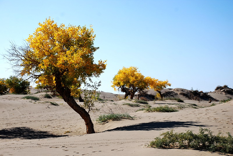 dsc_0335.jpg