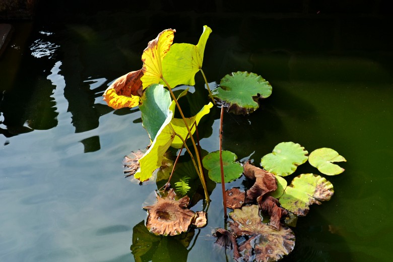  1099_conew1.jpg