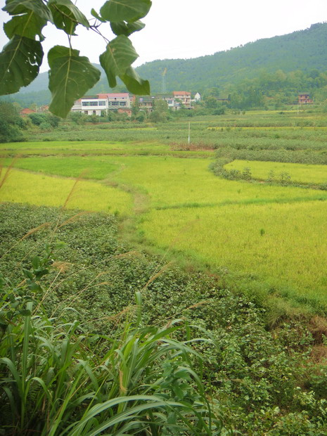 dsc06522.jpg