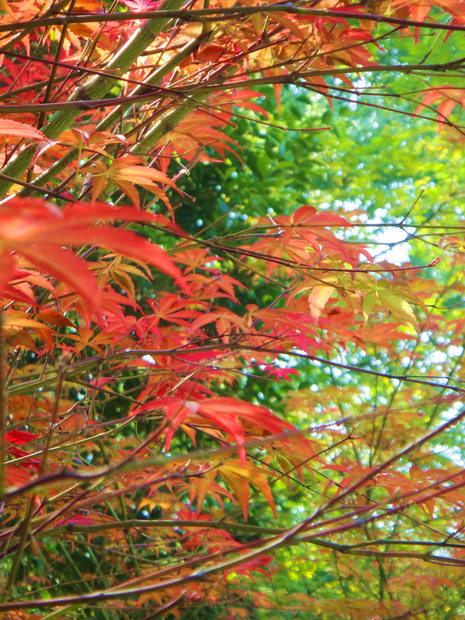 dsc06909.jpg