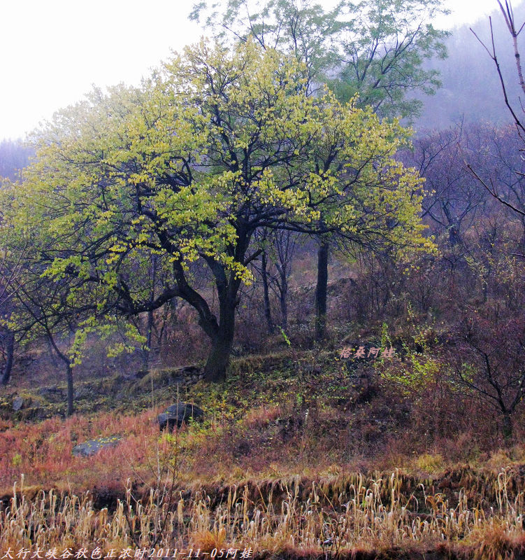 2011ʯҴϿ 871-1.jpg