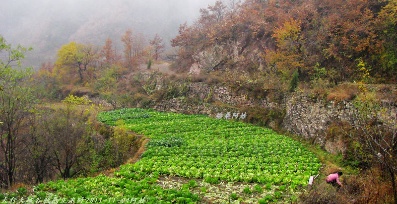 2011ʯҴϿ 455-1.jpg