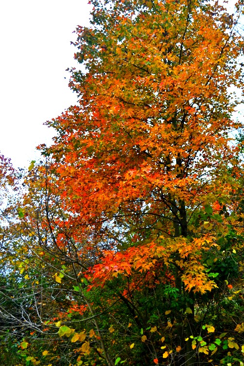dsc_9597_conew1.jpg