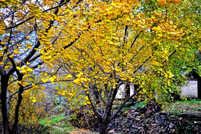dsc_9300_conew2.jpg