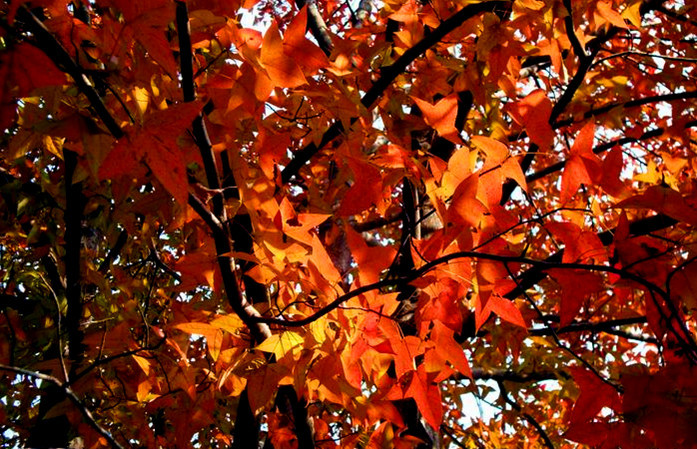 201111111963877775.jpg