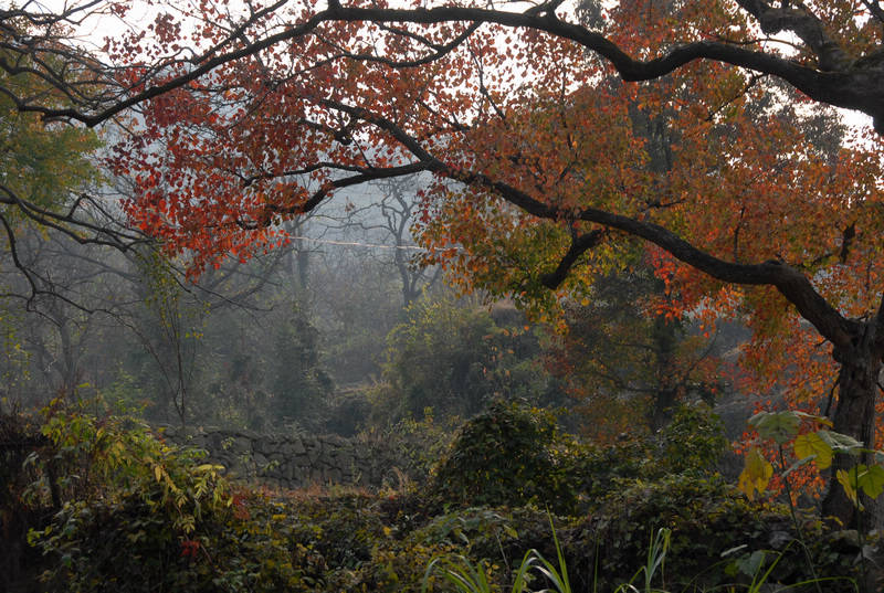 dsc_0101.jpg