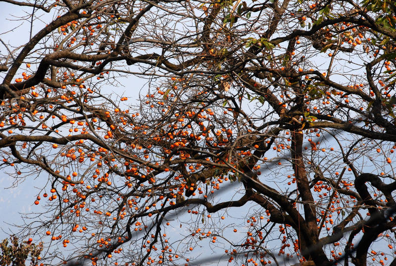 dsc_0078.jpg