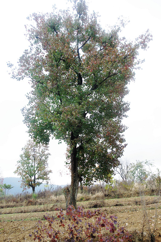 imgp8318.jpg