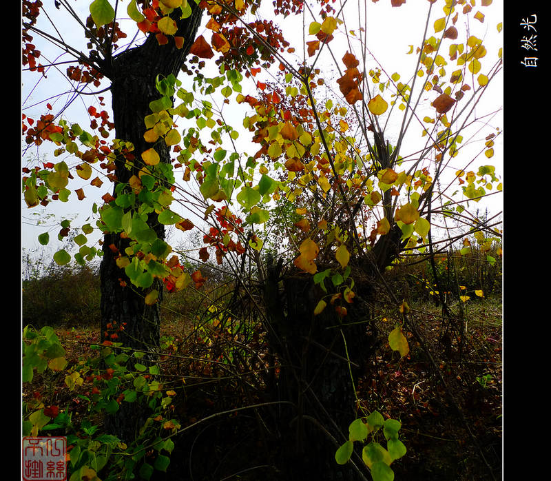 l1250494.jpg