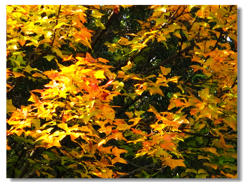 201111112 072.jpg