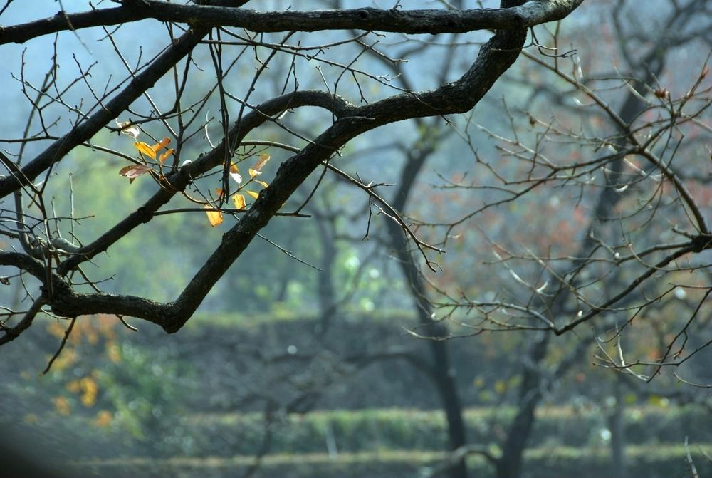 dsc_0038.jpg
