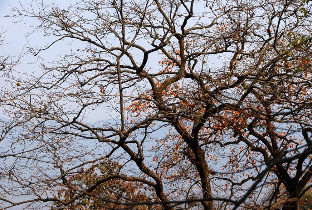 dsc_0079.jpg
