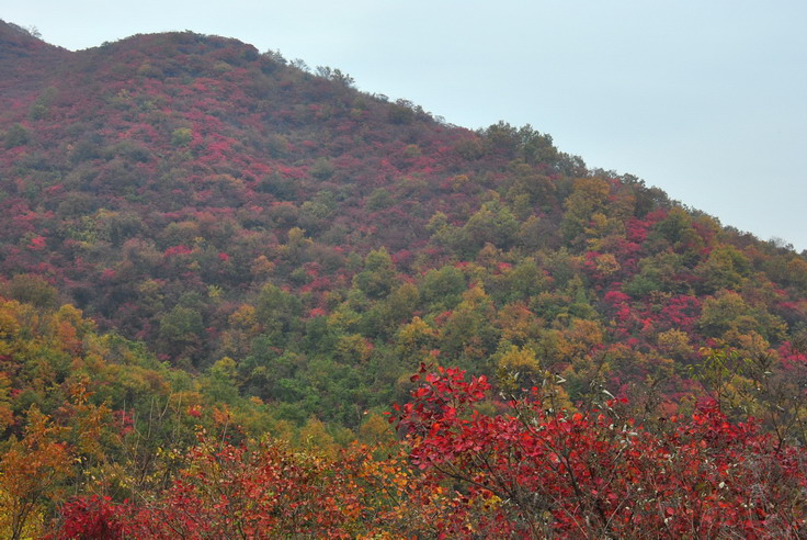 dsc_0496_С.jpg