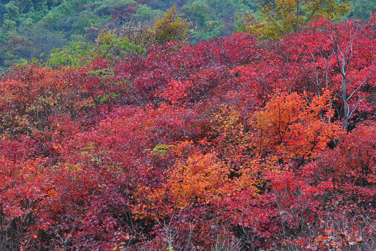 dsc_0472_С.jpg
