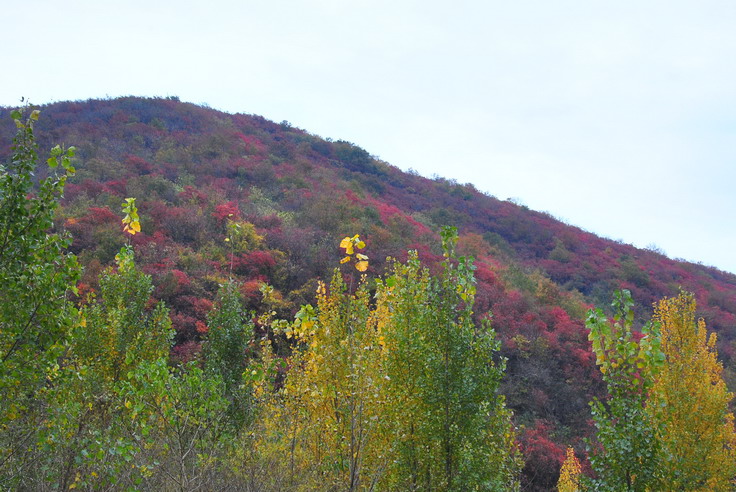 dsc_0484_С.jpg