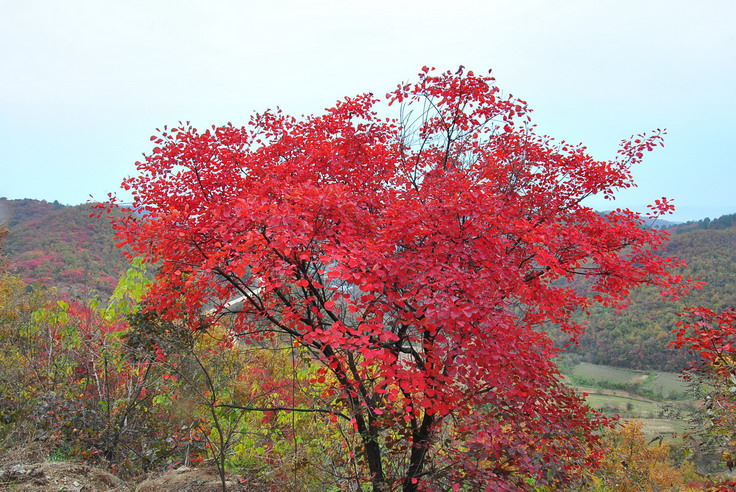 dsc_0354_С.jpg