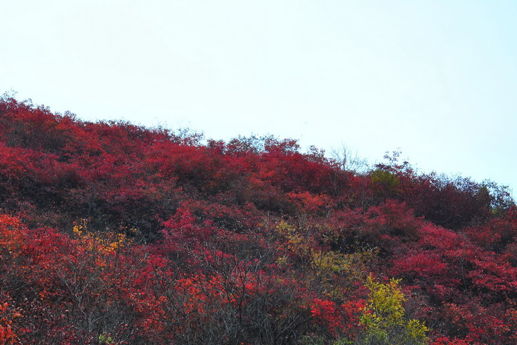 dsc_0479_С.jpg