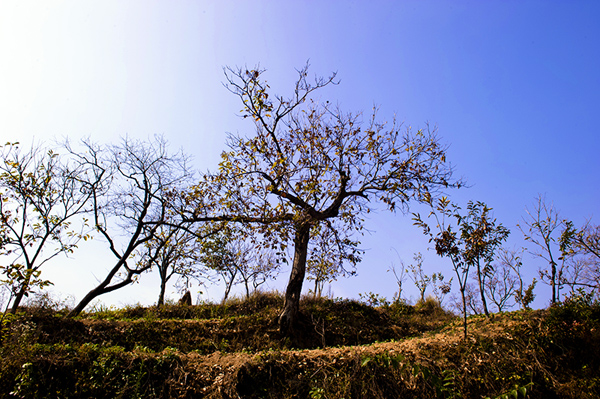 _dsc8116a.jpg