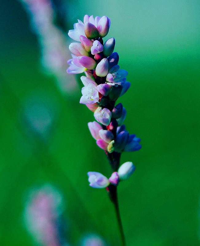 dsc00685_.jpg