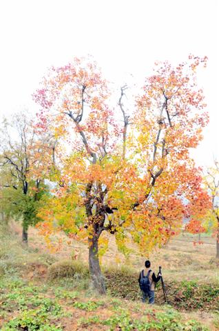 dsc_4238 (small).jpg