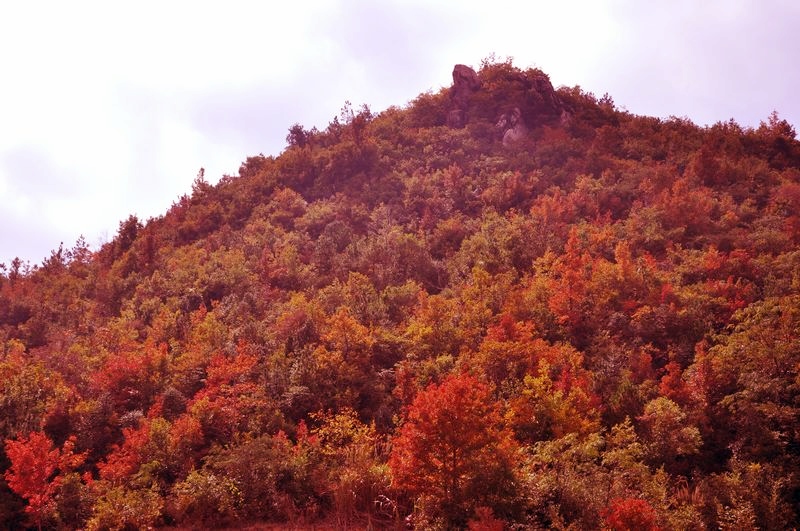 dsc_0376.jpg