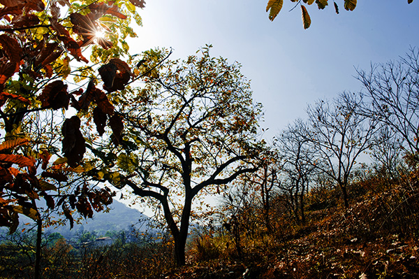 _dsc8094_1a.jpg