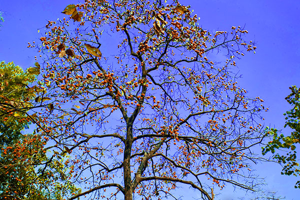 _dsc8179a.jpg