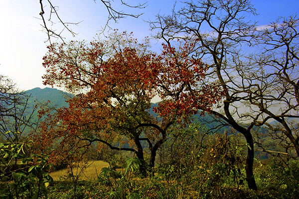 _dsc8203a.jpg