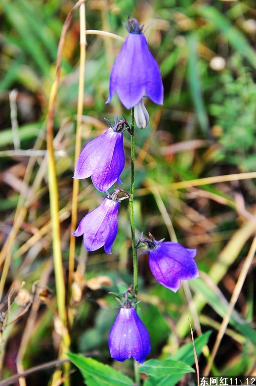 dsc_2236.jpg