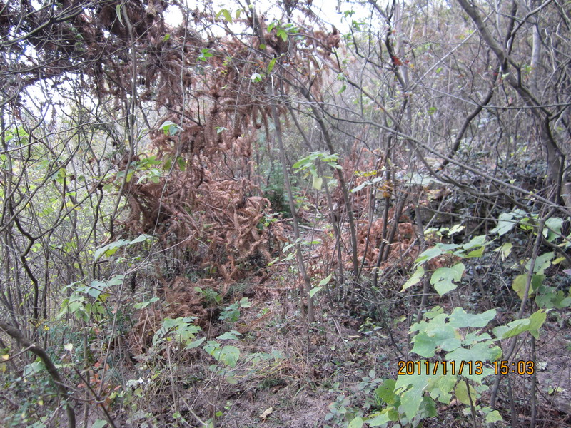 img_0641_СС.jpg