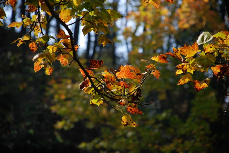 dsc_0246.jpg