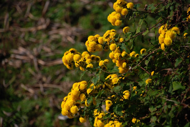 dsc_0255.jpg
