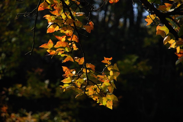 dsc_0248.jpg