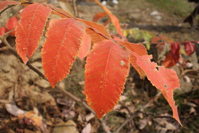 dsc01584.jpg
