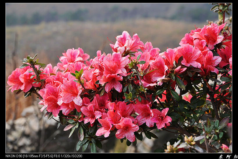 dsc_2311.jpg