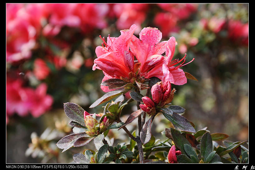 dsc_2310.jpg