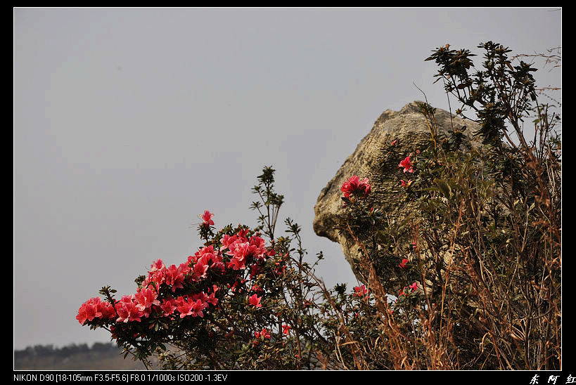 dsc_2306.jpg