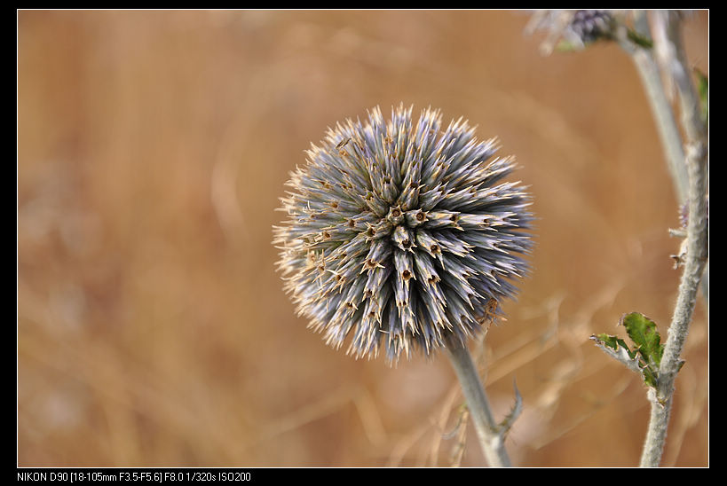 dsc_2304.jpg