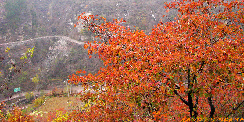 2011ʯҴϿ 545-11.jpg
