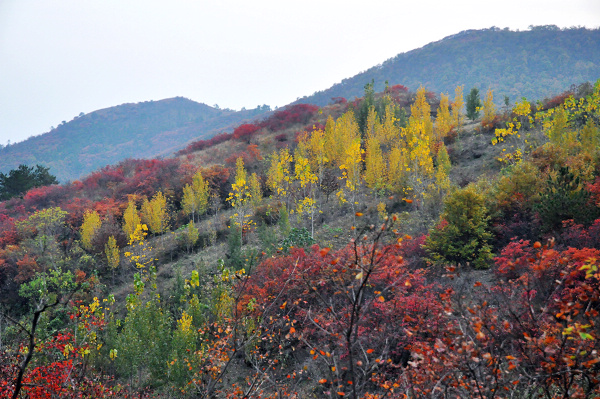 dsc_0056.jpg