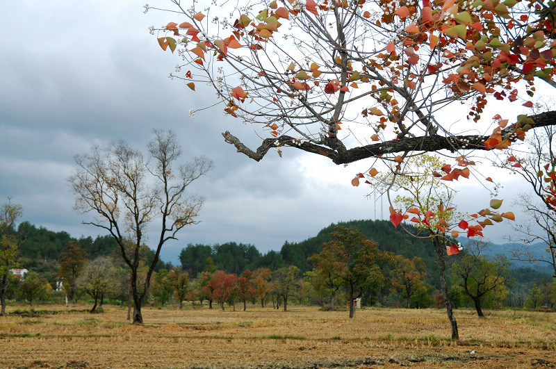 dsc_0433.jpg