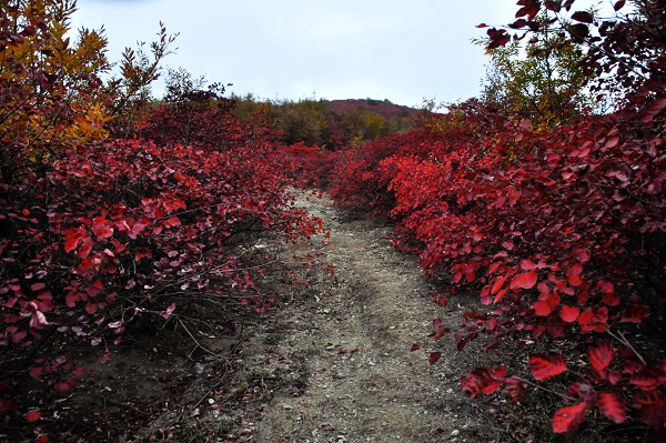 dsc_0089.jpg